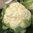 Cauliflower : Winter Aalsmeer (Spring) 1 packet