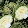 Lettuce : Mini Green Improved 1 packet