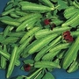 Asparagus Pea 1 packet (35 seeds)