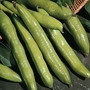 Bean : Broad Bean : Aquadulce Claudia 1 packet (50 seeds)