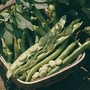 Bean : Broad Bean : Bunyards Exhibition 1 packet (50 seeds)