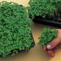 Cress : Hot Stuff 1 packet