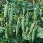 Pea : Garden : Kelvedon Wonder 1 packet