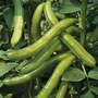 Bean : Broad Bean : Imperial Green Longpod 1 packet (50 beans)