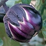 Egg Plant : Melanzana Prosperosa 1 packet