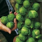 Brussels Sprout : Trafalgar F1 1 packet