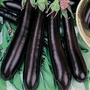 Egg Plant : Melanzana Viserba 1 packet
