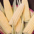 RHS Vegetable Collection : Sweetcorn : Ovation F1 Hybrid 1 packet