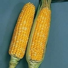 Zea mays: Honey Bantam Bicolour (30) F1 1 packet