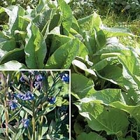 Symphytum 1 packet