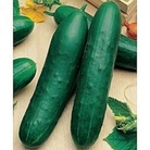 Vita Sementi Italian Seeds : Cucumber : Cetriolo Marketer 1 packet