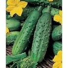 Gherkin : Cetriolo Piccolo Di Parigi 1 packet