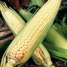 Zea mays : Northern Extra Sweet F1 Hybrid 1 packet