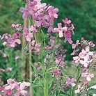 Sweet Rocket Garden Seed Mix