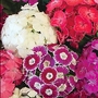 Sweet William Early Noverna Seeds