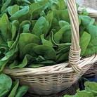 Spinach : Medania 1 packet