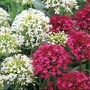 Valerian St George (Centranthus) Seeds