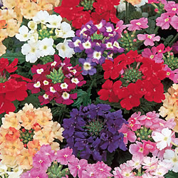 Verbena Crown Jewels Seeds