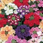 Verbena Crown Jewels Seeds