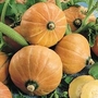 Squash : Winter : Orange Dawn F1 Hybrid - Organic 1 packet