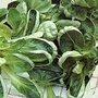 Salad Leaves : Corn Salad Cavallo 1 packet (650 seeds)
