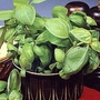 Basil : Sweet Green (Ocimum Minimum) 1 packet (400 seeds)