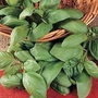 Herb : Basil : Bush 1 packet
