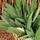 Herb : Sage (Salvia officinalis) 1 packet