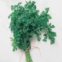 Chervil 1 packet (750 seeds)