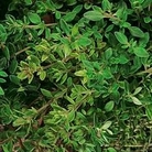 Herb : Thyme : Old English 1 packet