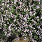Herb : Thyme : Orange Scented 1 packet