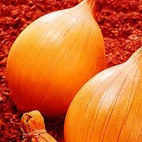 Onion : Ailsa Craig : Giant/Show Vegetable 1 packet (350 seeds)