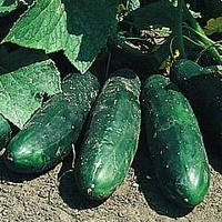 RHS Vegetable Collection : Cucumber : Masterpiece 1 packet