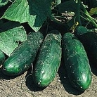 RHS Vegetable Collection : Cucumber : Masterpiece 1 packet