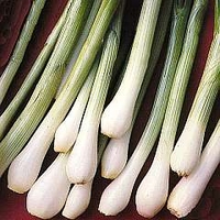 Onion : Bunching/Spring : White Lisbon 1 packet (650 seeds)