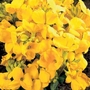 Wallflower Seeds Duo Pack