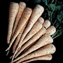 Parsnip : Dagger F1 Hybrid (Mini Vegetable) 1 packet