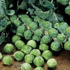 Brussels Sprout : Maximus F1 Hybrid 1 packet