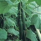 Cucumber : Carmen F1 Hybrid 1 packet