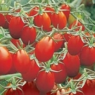 Tomato : Harlequin F1 Hybrid 1 packet