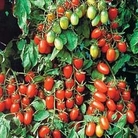 Tomato : Juliet F1 Hybrid 1 packet