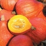 Squash : Winter : Potimarron 1 packet