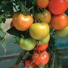 Tomato : Roncardo F1 Hybrid 1 packet