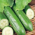 Cucumber : Flamingo F1 - Organic 1 packet