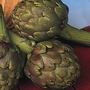 Artichoke : Globe : Green Globe Improved F1 1 packet (40 seeds)