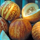 Melon : Tigger 1 packet