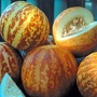 Melon : Tigger 1 packet