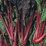 Swiss Chard : Rhubarb Chard 1 packet