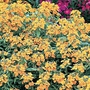 Wallflower Orange Bedder Seeds