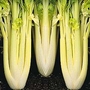 Celery : Galaxy (Lathom Self Blanching) 1 packet